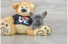 Best French Bulldog Baby