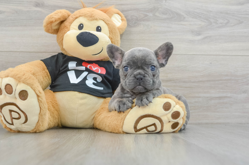 6 week old French Bulldog Puppy For Sale - Puppy Love PR