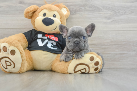 Best French Bulldog Baby