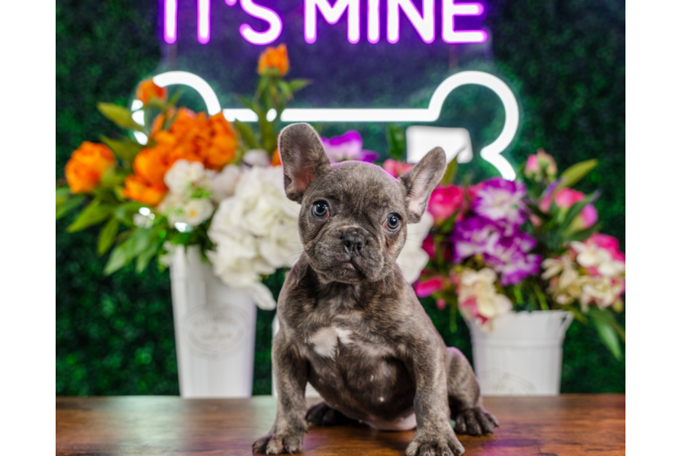 Cute French Bulldog Baby