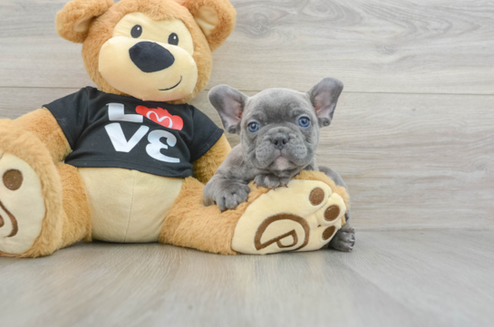 Adorable Frenchie Purebred Puppy