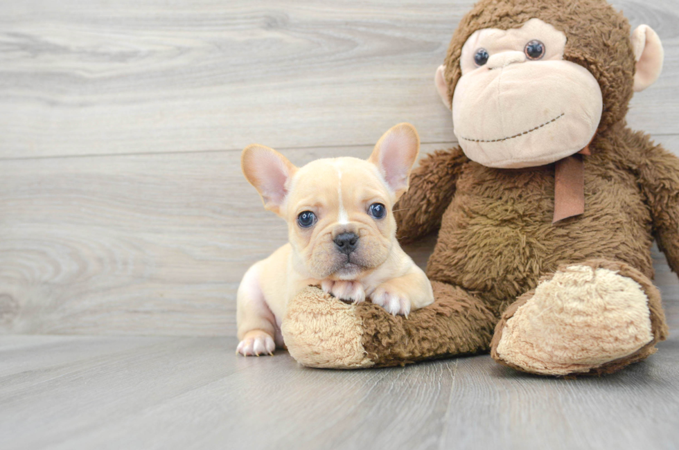6 week old French Bulldog Puppy For Sale - Puppy Love PR