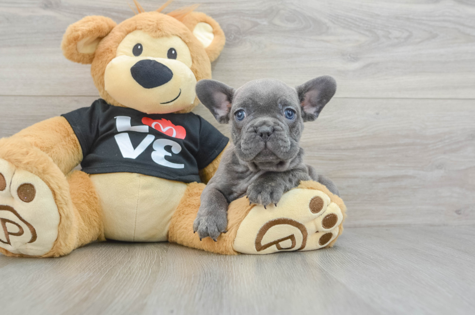 6 week old French Bulldog Puppy For Sale - Puppy Love PR