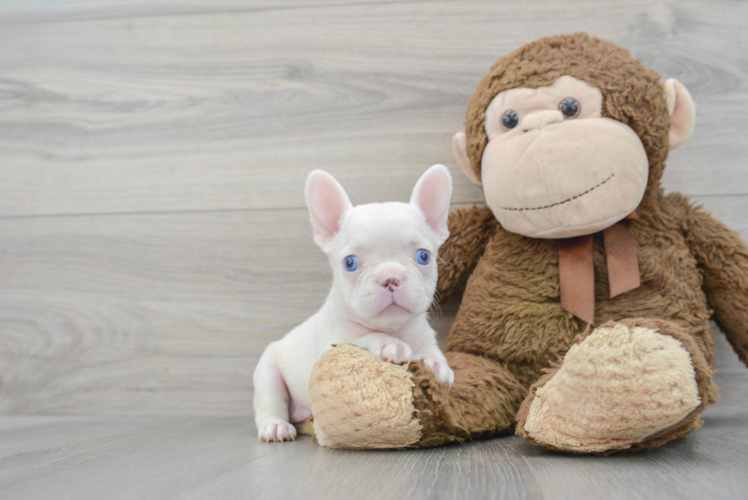 Little French Bulldog Baby