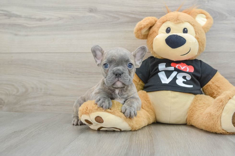 6 week old French Bulldog Puppy For Sale - Puppy Love PR