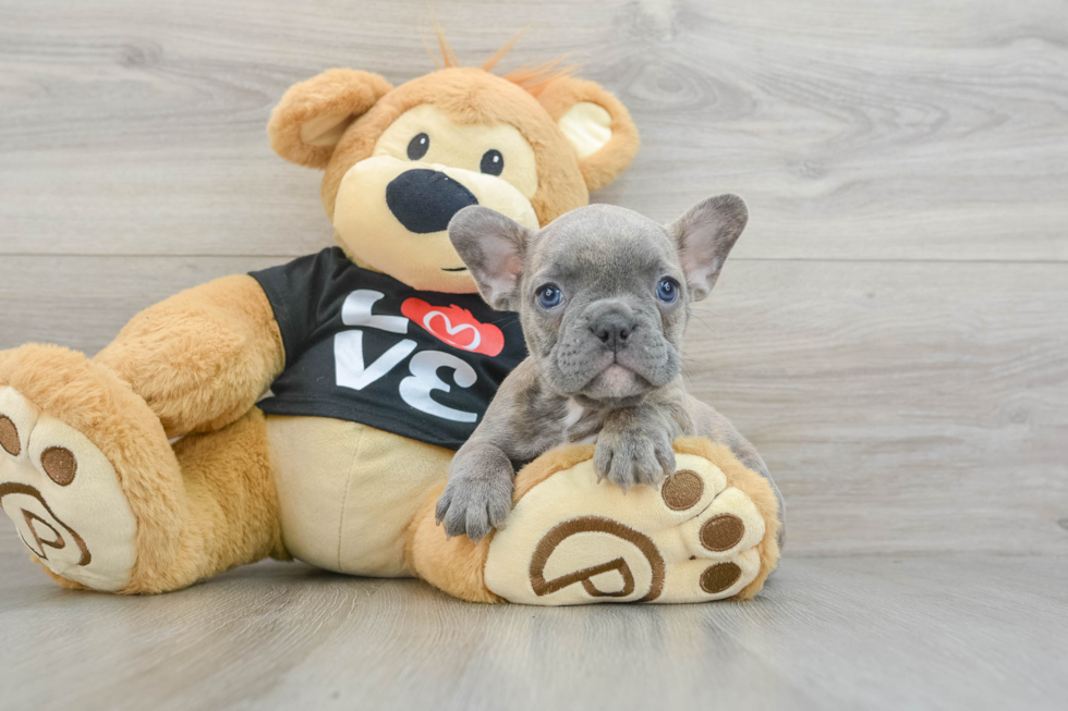 French Bulldog Pup Being Cute