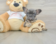 6 week old French Bulldog Puppy For Sale - Puppy Love PR