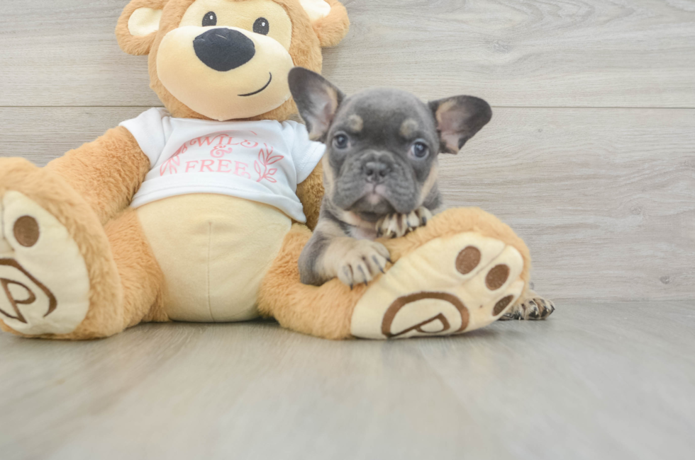 6 week old French Bulldog Puppy For Sale - Puppy Love PR