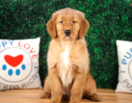 10 week old Golden Retriever Puppy For Sale - Puppy Love PR