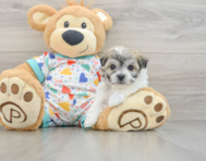 5 week old Havachon Puppy For Sale - Puppy Love PR