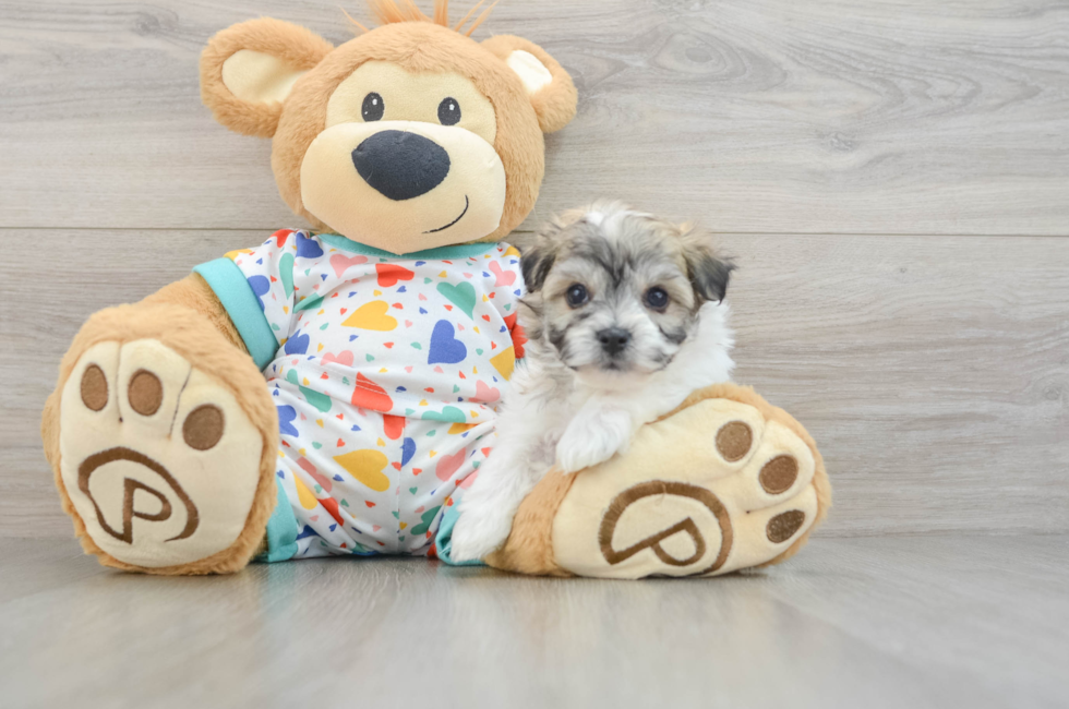 5 week old Havachon Puppy For Sale - Puppy Love PR