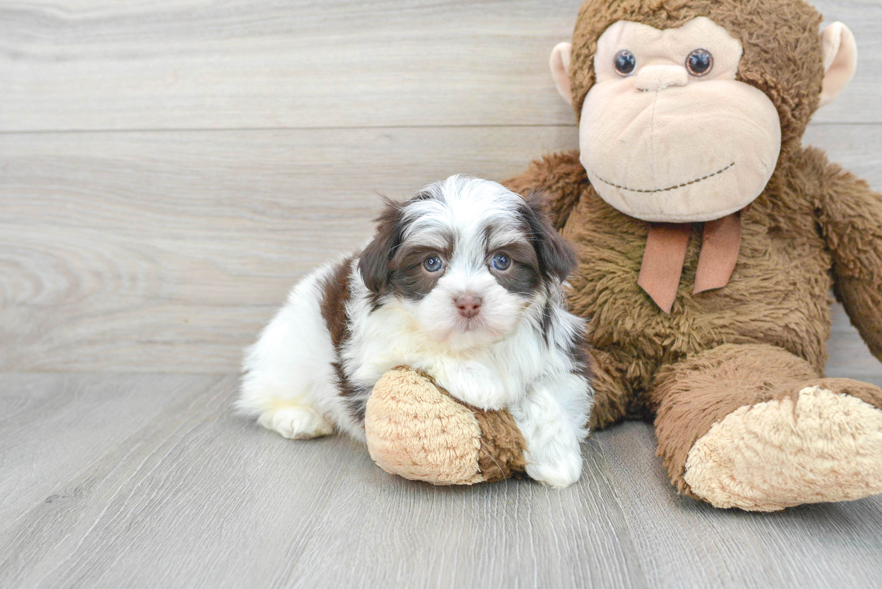 Funny Havachon Designer Pup