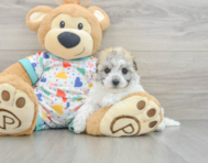 8 week old Havachon Puppy For Sale - Puppy Love PR