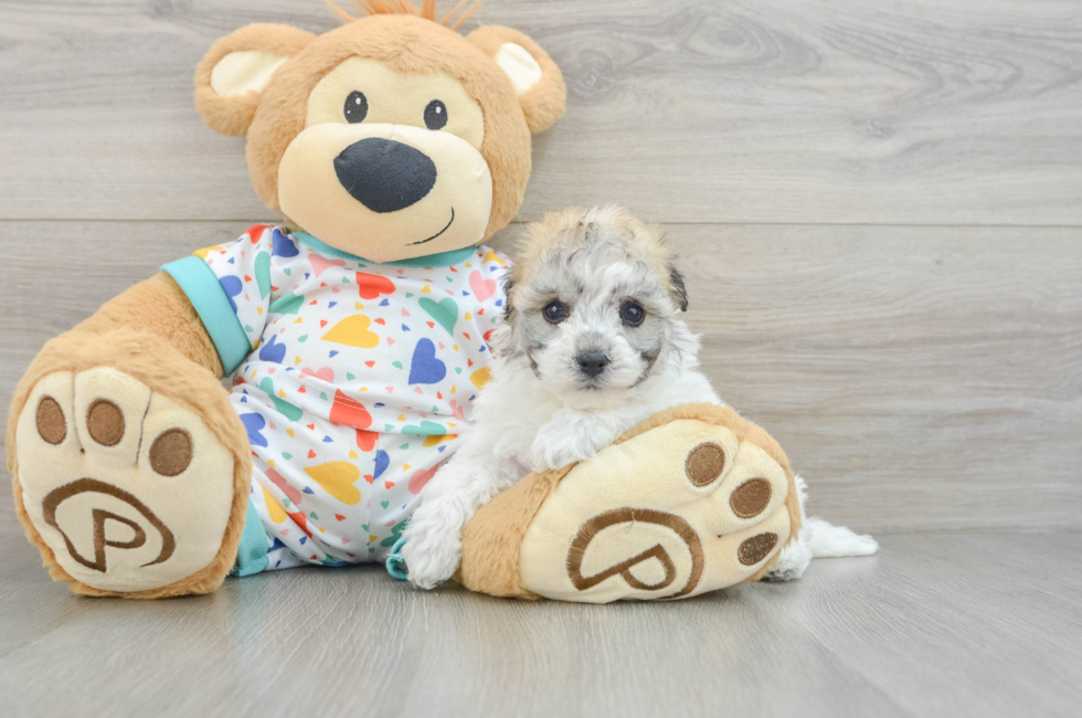 5 week old Havachon Puppy For Sale - Puppy Love PR