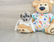 8 week old Havachon Puppy For Sale - Puppy Love PR