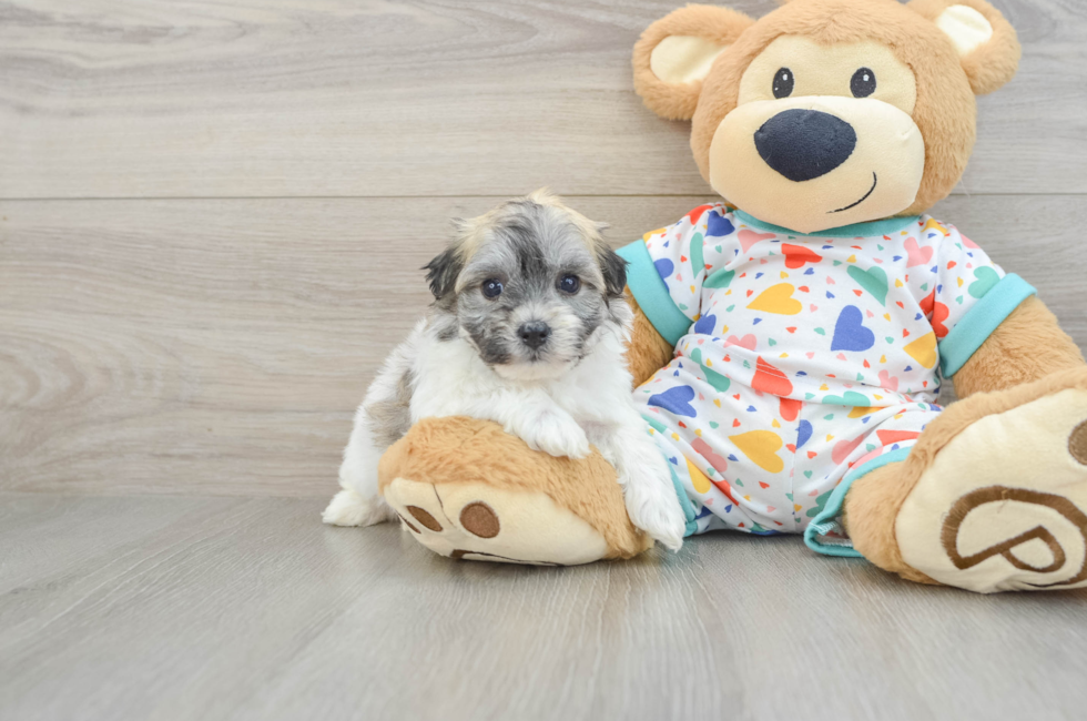 5 week old Havachon Puppy For Sale - Puppy Love PR