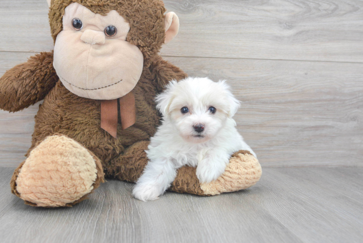 Meet Alona - our Havachon Puppy Photo 1/2 - Puppy Love PR Sweet Havachon Baby