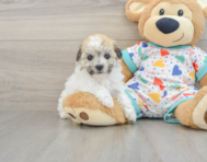 8 week old Havachon Puppy For Sale - Puppy Love PR