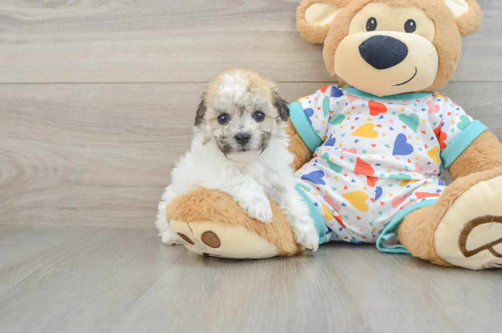 5 week old Havachon Puppy For Sale - Puppy Love PR