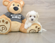 5 week old Havachon Puppy For Sale - Puppy Love PR