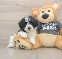 5 week old Havachon Puppy For Sale - Puppy Love PR