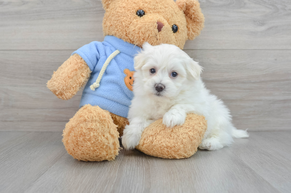 6 week old Havachon Puppy For Sale - Puppy Love PR