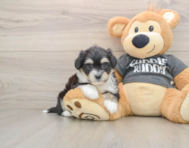 6 week old Havachon Puppy For Sale - Puppy Love PR