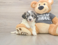 5 week old Havachon Puppy For Sale - Puppy Love PR