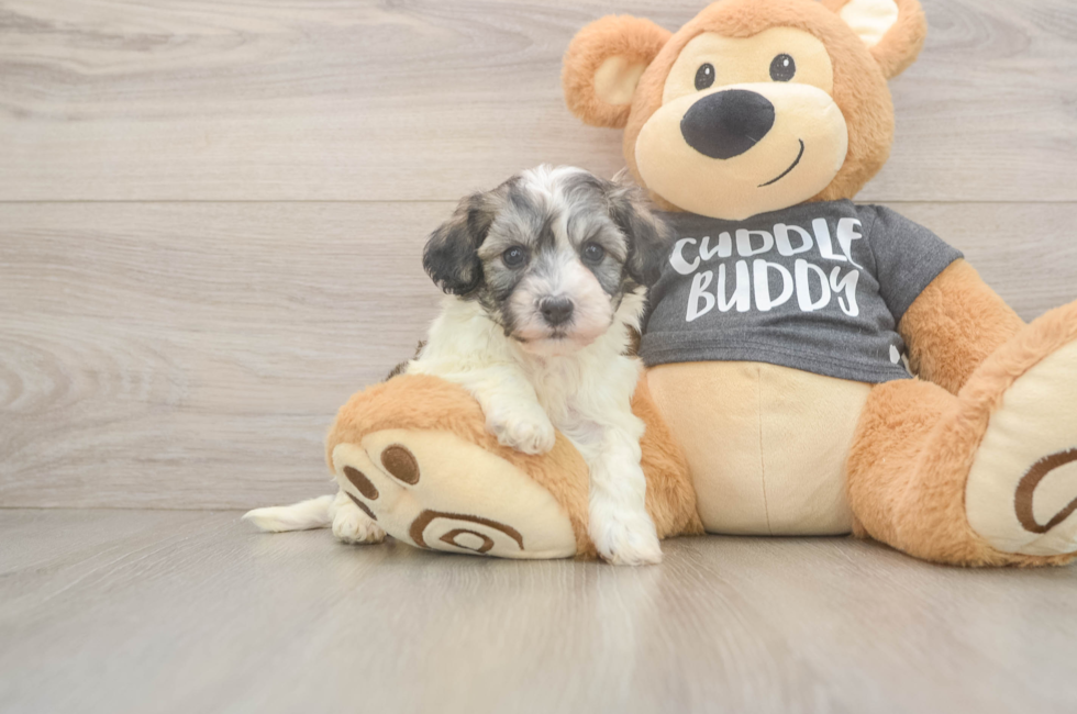 5 week old Havachon Puppy For Sale - Puppy Love PR