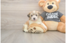 Havachon Pup Being Cute