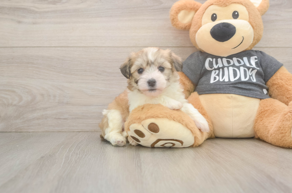 5 week old Havachon Puppy For Sale - Puppy Love PR