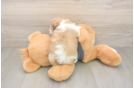 Havachon Pup Being Cute
