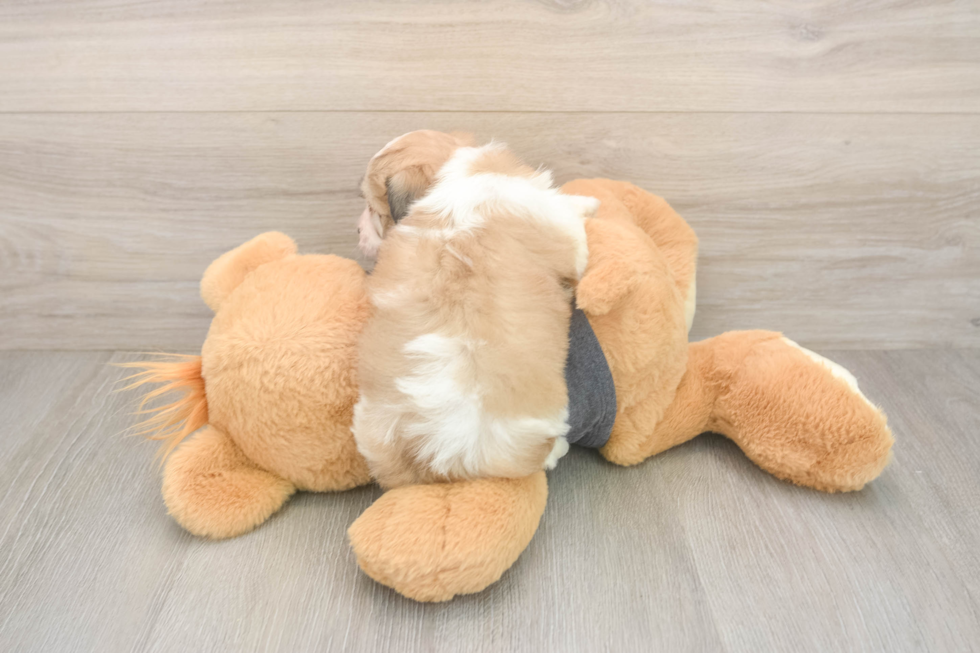 Havachon Pup Being Cute