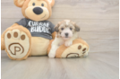 Hypoallergenic Havashon Designer Puppy