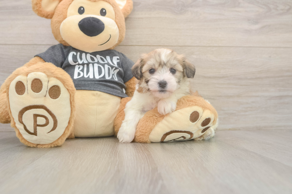 Hypoallergenic Havashon Designer Puppy