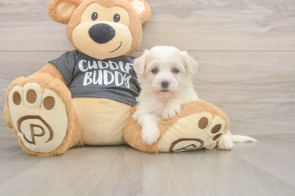 5 week old Havachon Puppy For Sale - Puppy Love PR