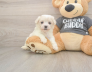 5 week old Havachon Puppy For Sale - Puppy Love PR