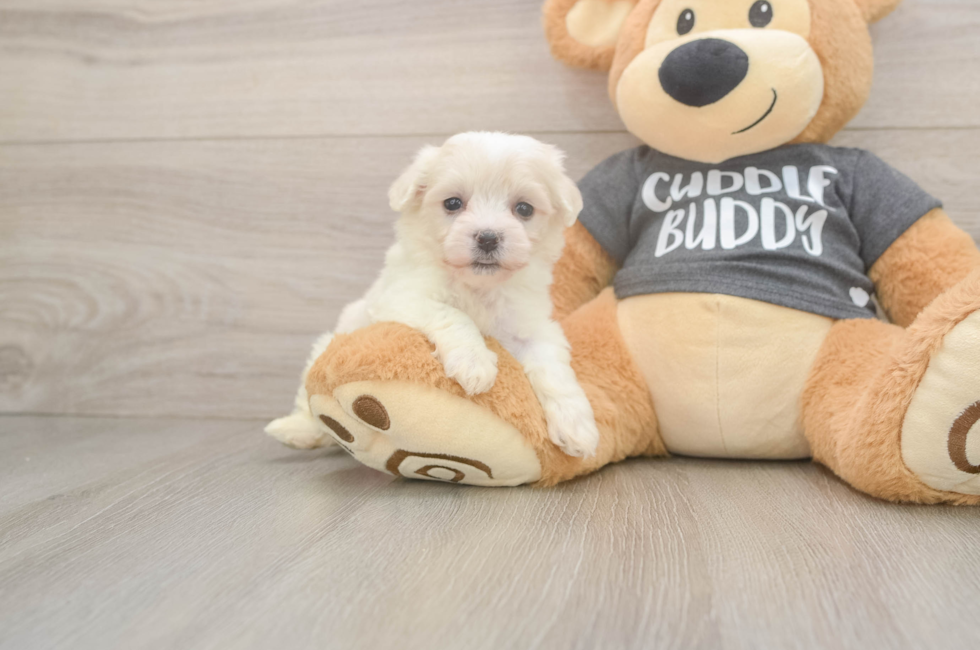 5 week old Havachon Puppy For Sale - Puppy Love PR