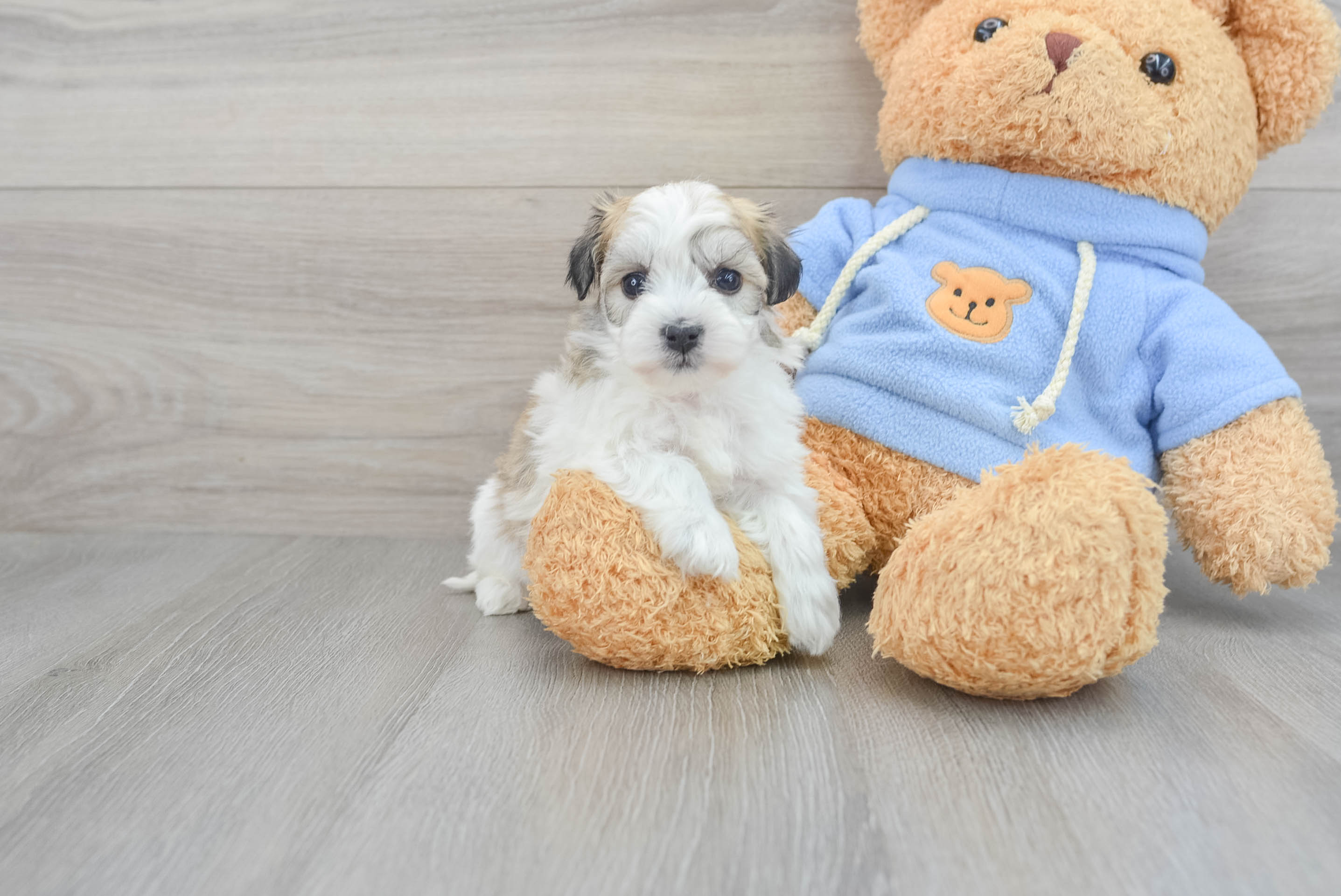Havachon Pup Being Cute