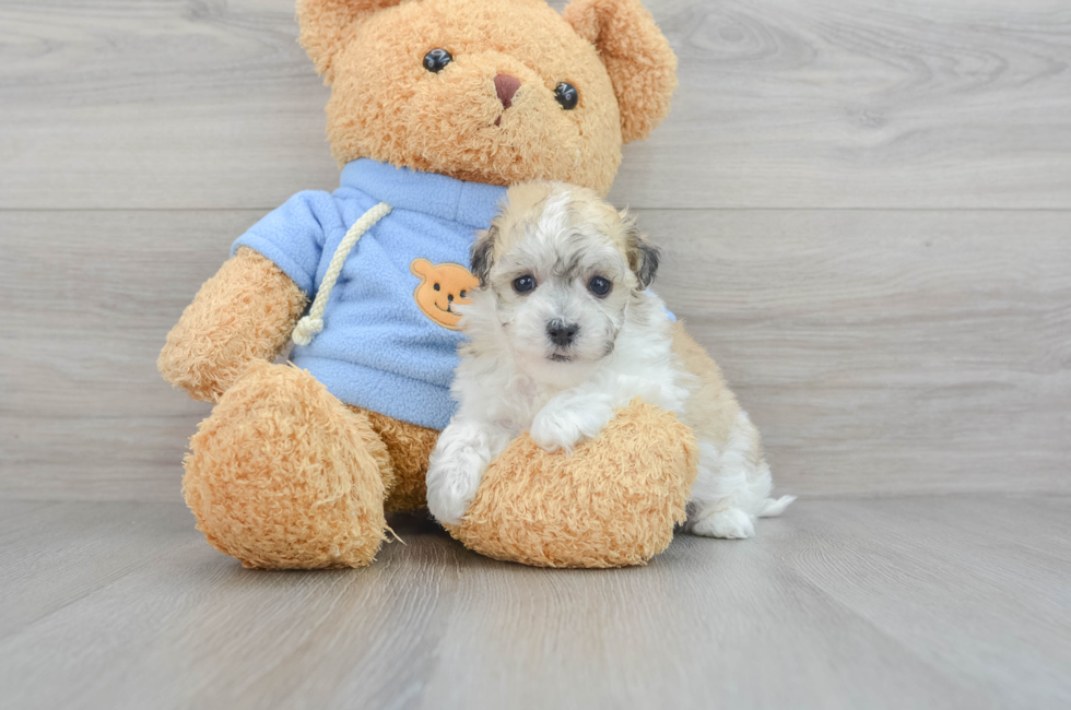 8 week old Havachon Puppy For Sale - Puppy Love PR