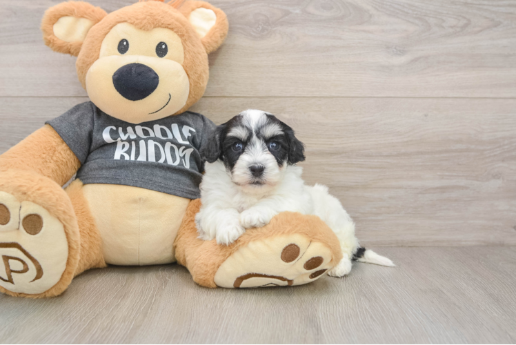 Havachon Pup Being Cute