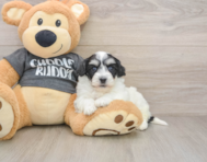 5 week old Havachon Puppy For Sale - Puppy Love PR