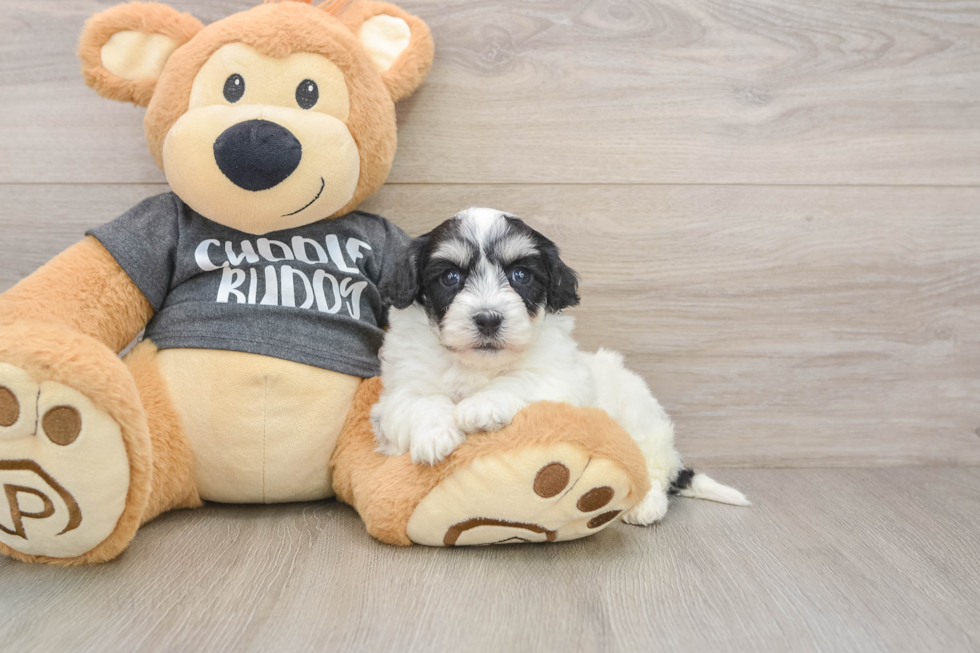 Havachon Pup Being Cute