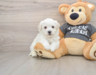 5 week old Havachon Puppy For Sale - Puppy Love PR