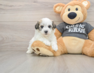 5 week old Havachon Puppy For Sale - Puppy Love PR