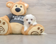 5 week old Havachon Puppy For Sale - Puppy Love PR