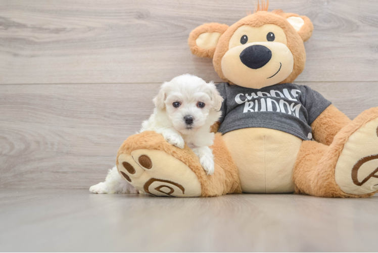 Havachon Puppy for Adoption