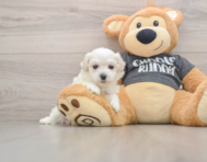 6 week old Havachon Puppy For Sale - Puppy Love PR