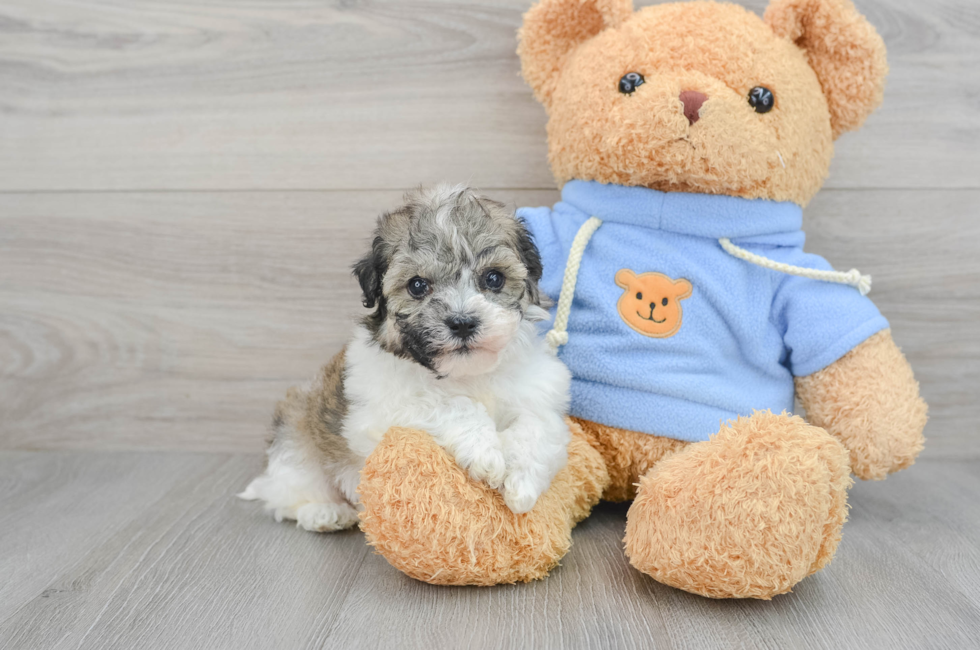 7 week old Havachon Puppy For Sale - Puppy Love PR