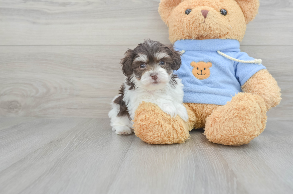 5 week old Havachon Puppy For Sale - Puppy Love PR